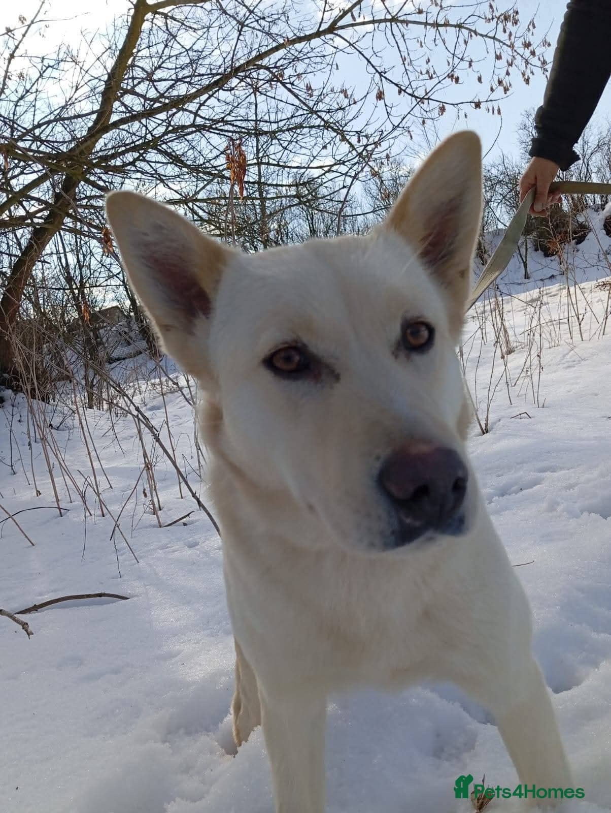 οΈπΆ milady photo 15