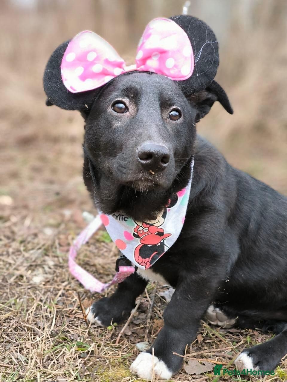 οΈπΆ masha photo 8