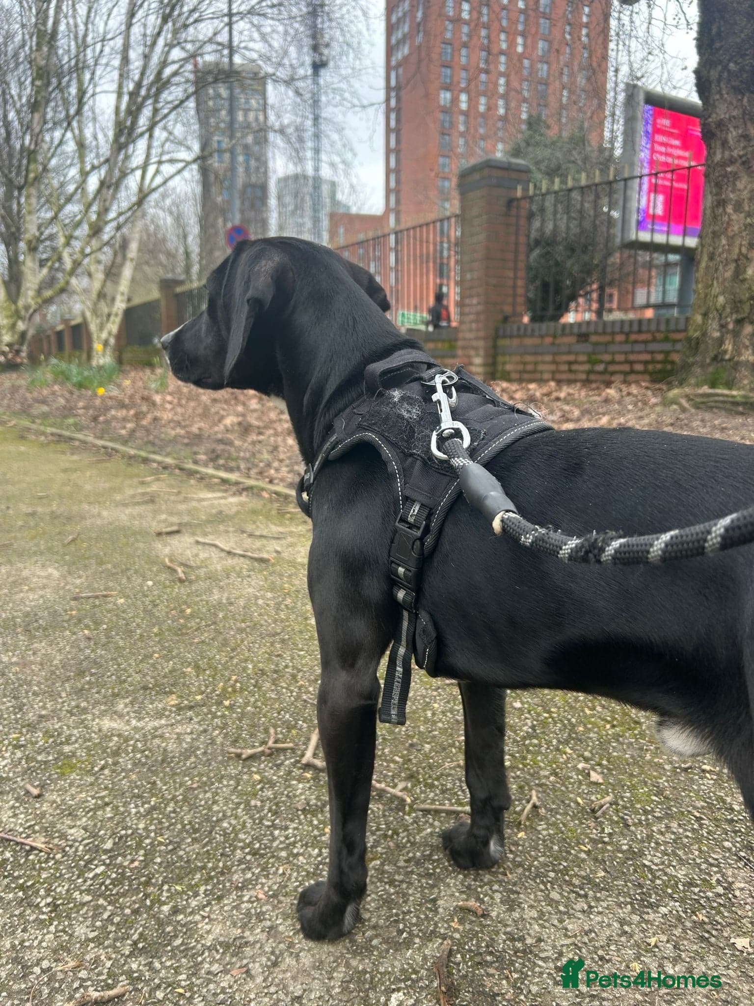 ๏ธ๐ถ walter photo 12