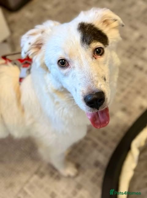 Handsome Albie photo 2