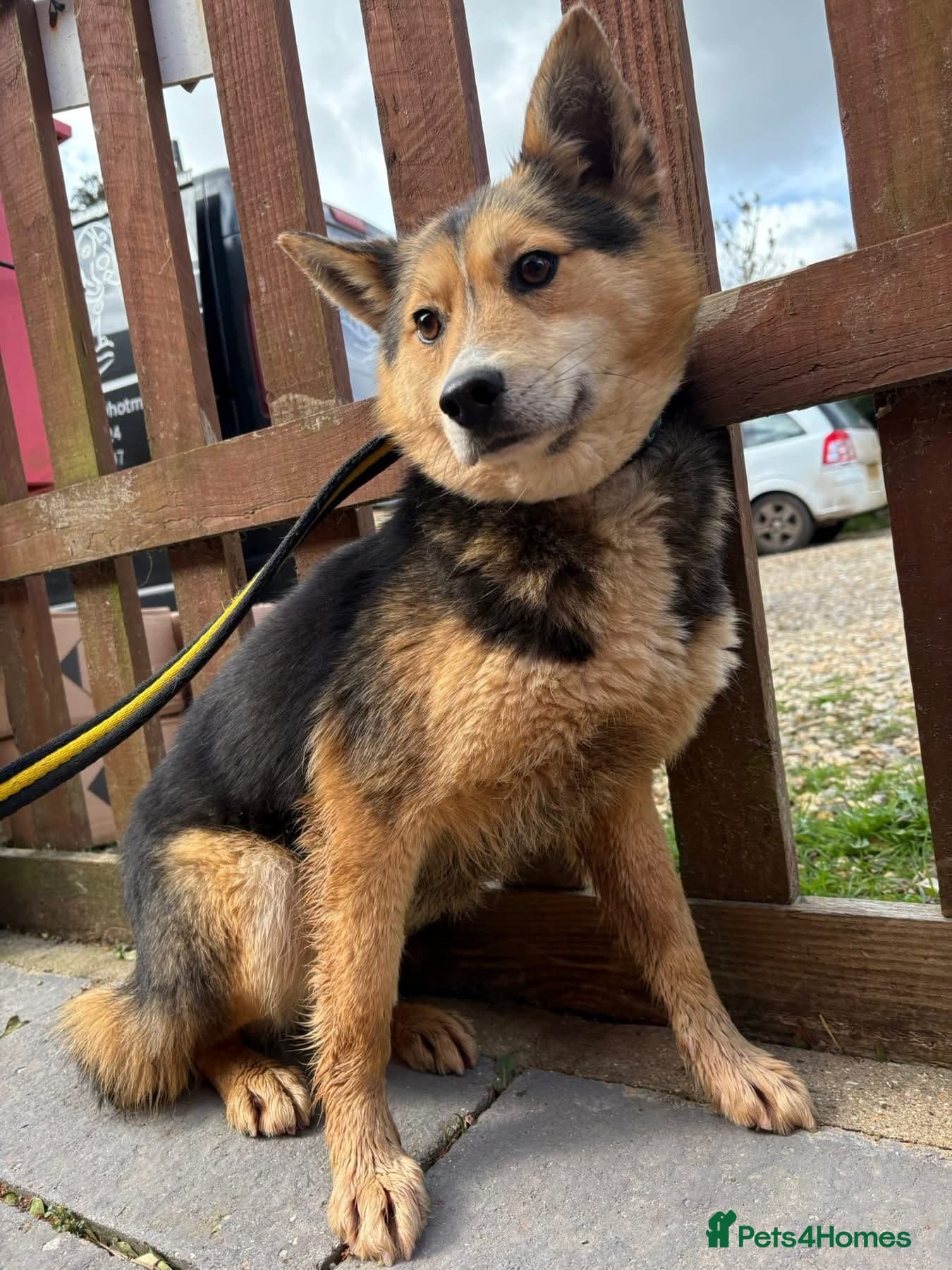 Bowie - Norwich Norfolk photo 2