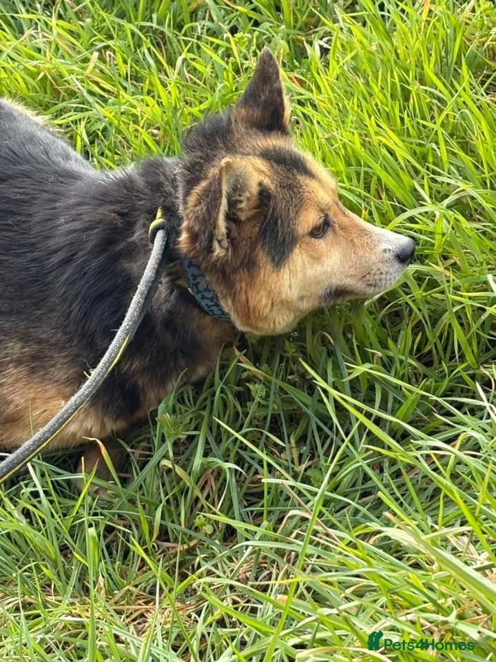 Bowie - Norwich Norfolk photo 9