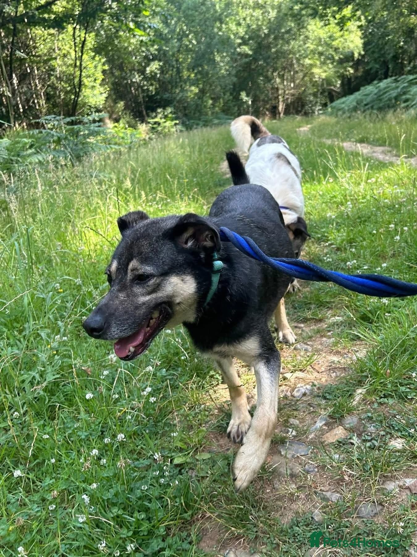 Joey - Norwich Norfolk photo 18