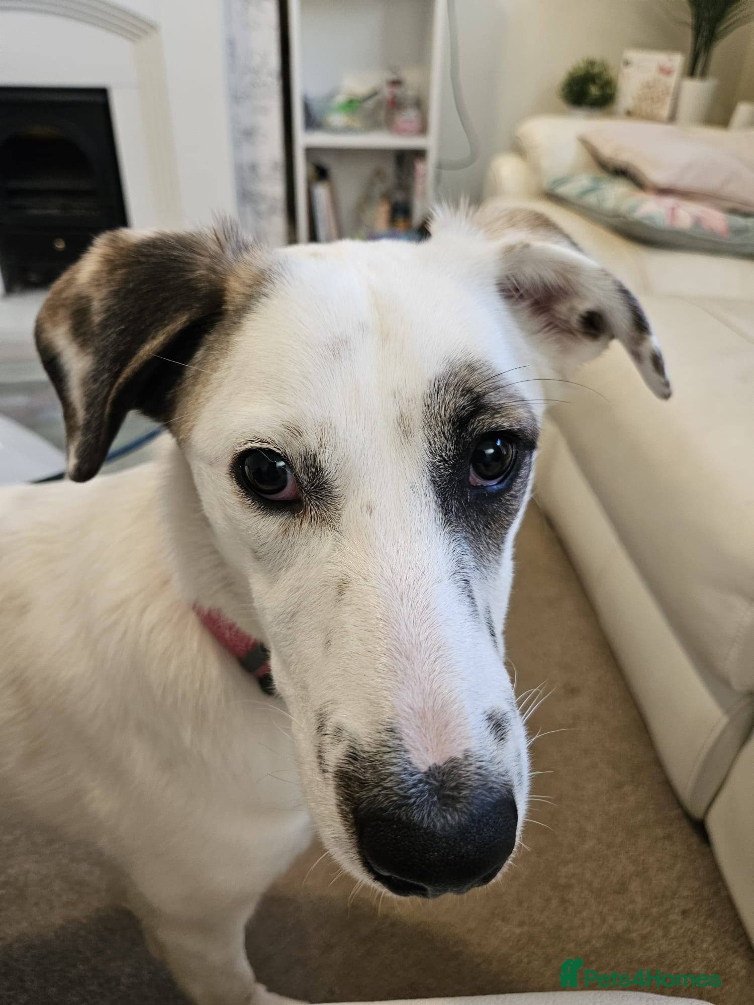 ️PLIAMKA❤️9-month-old loving and playful girl photo 5