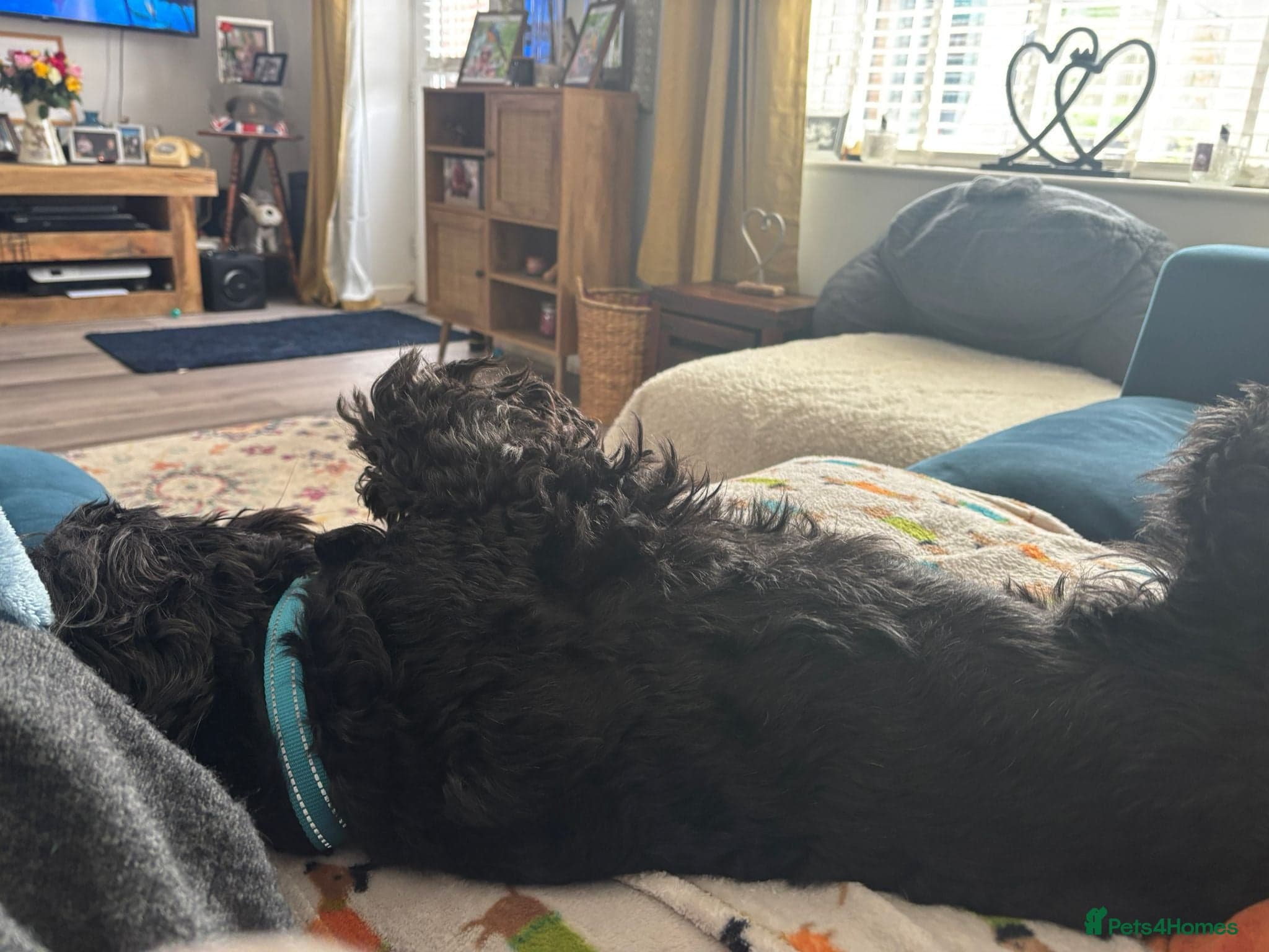 FOSTER or ADOPT๐JACK๐- 4.5-year-old Cockapoo boy photo 5