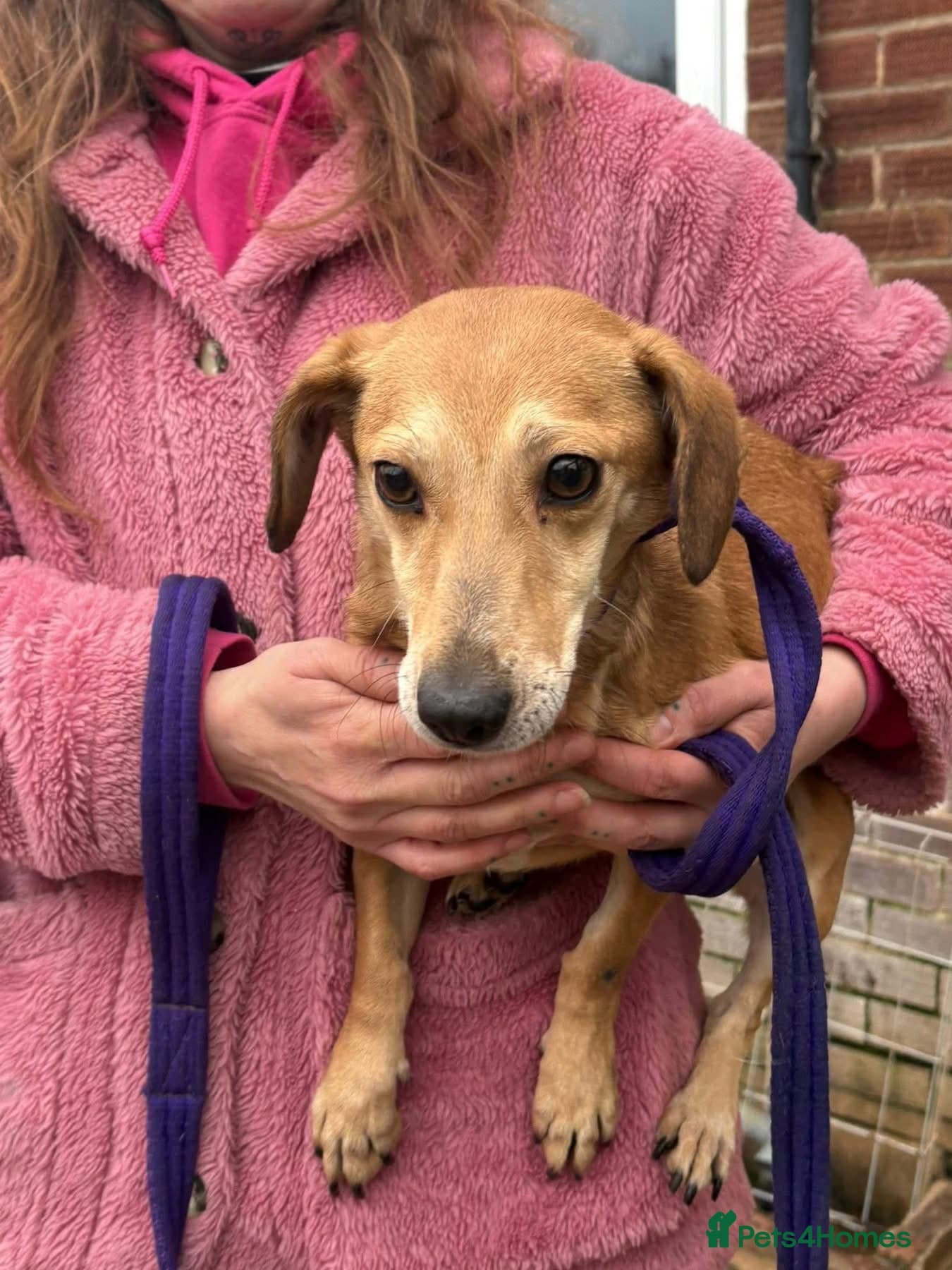 Mavis - Norwich Norfolk photo 2