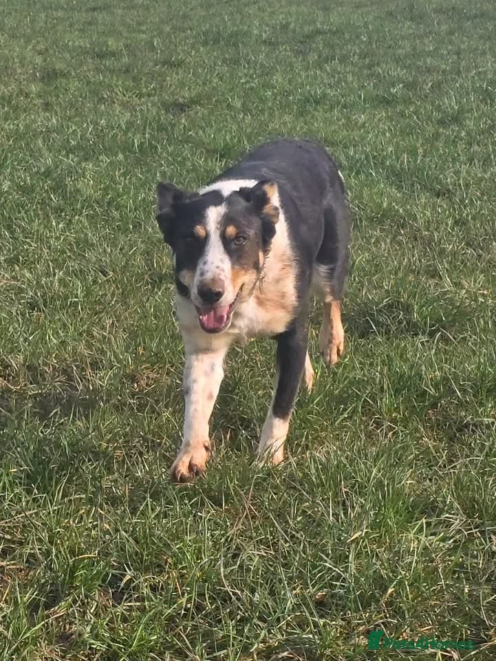 Tommy - your new sidekick photo 3