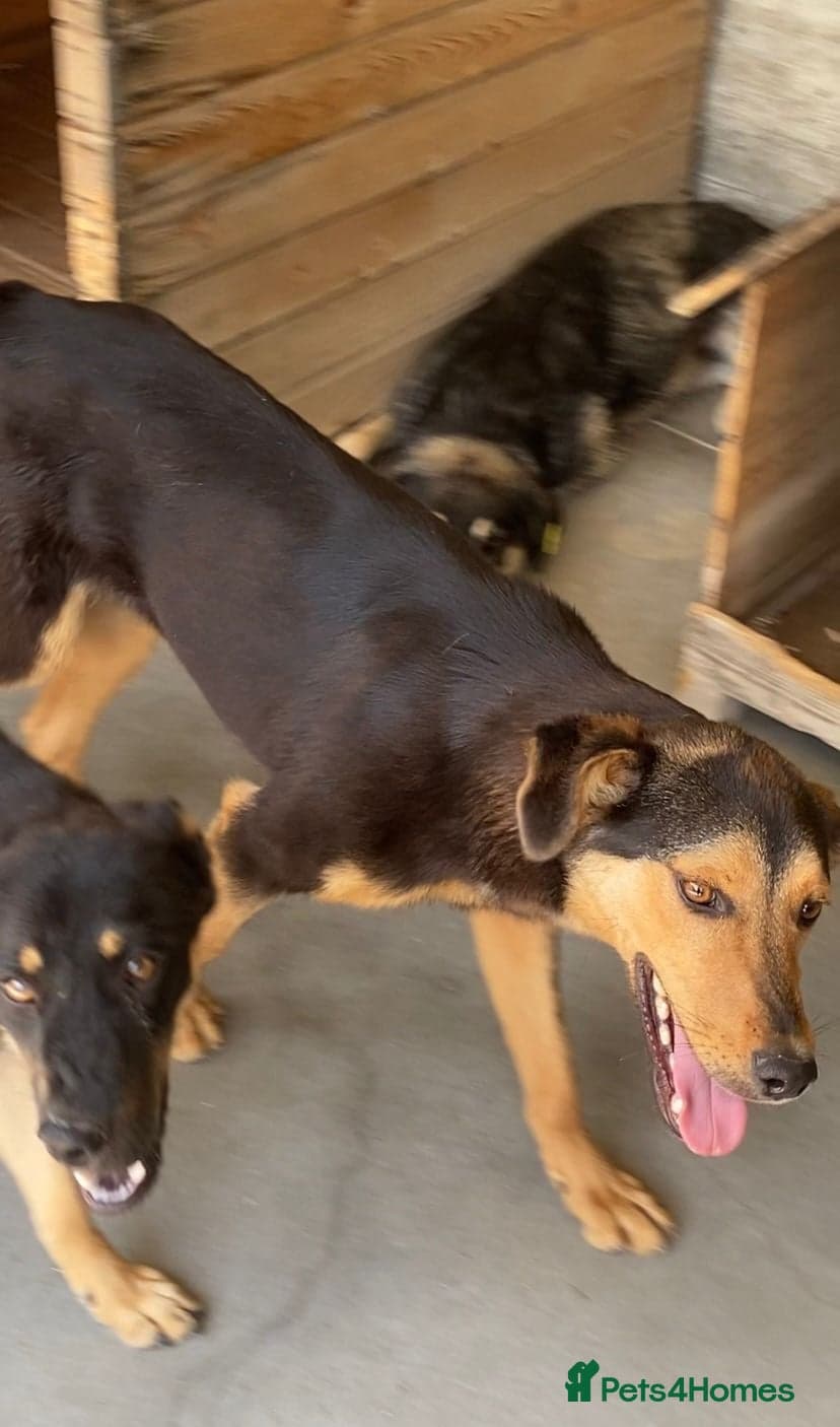 Murphy, 1-2 yrs old. photo 9