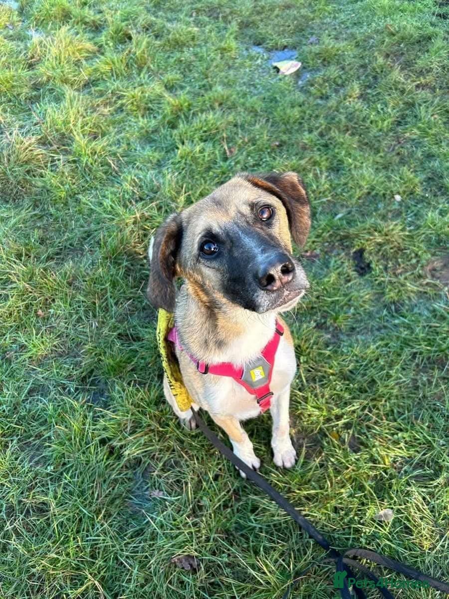 Meet Erol, currently residing in Surrey photo 14