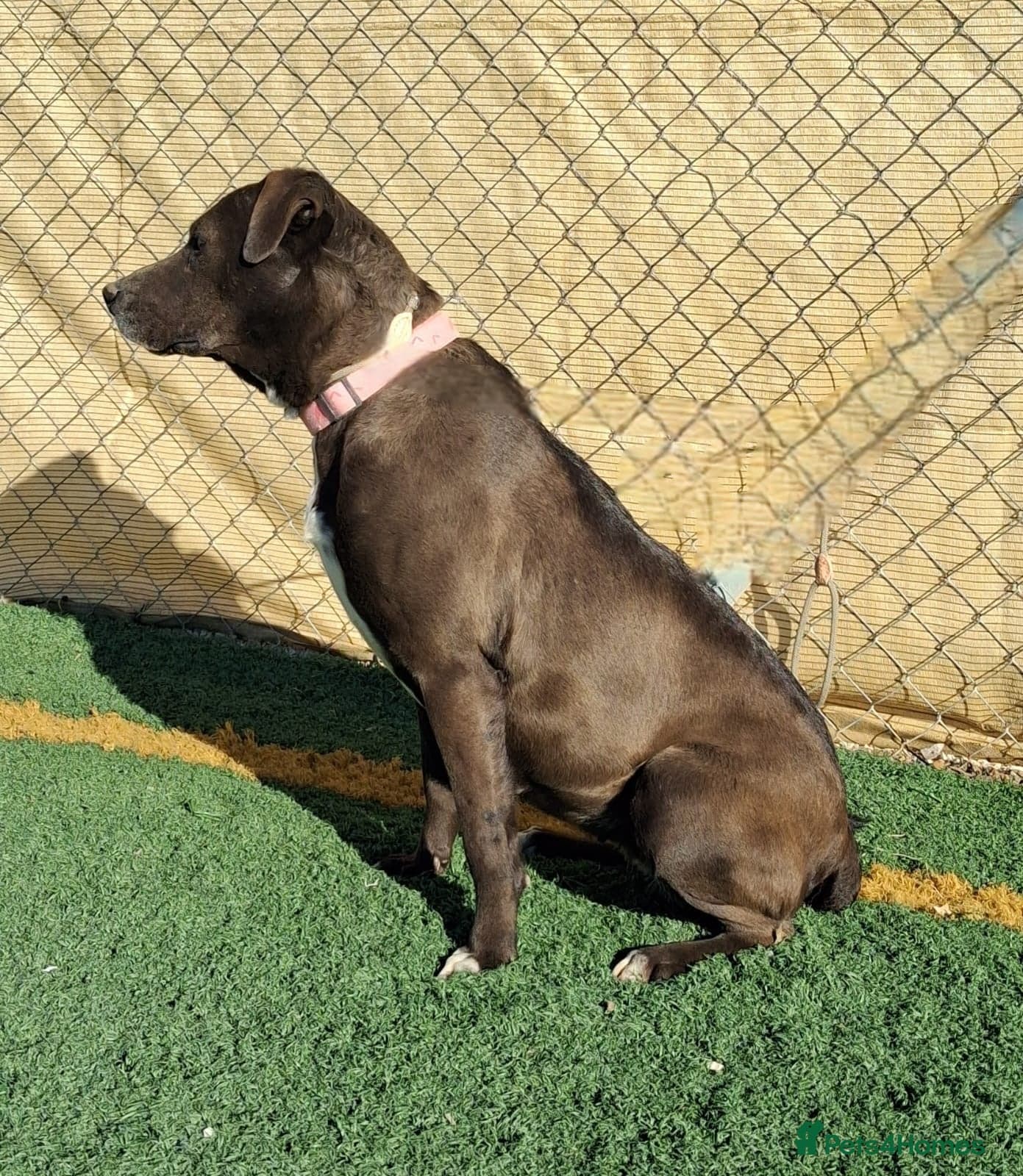 Sira🚨🐾 photo 7