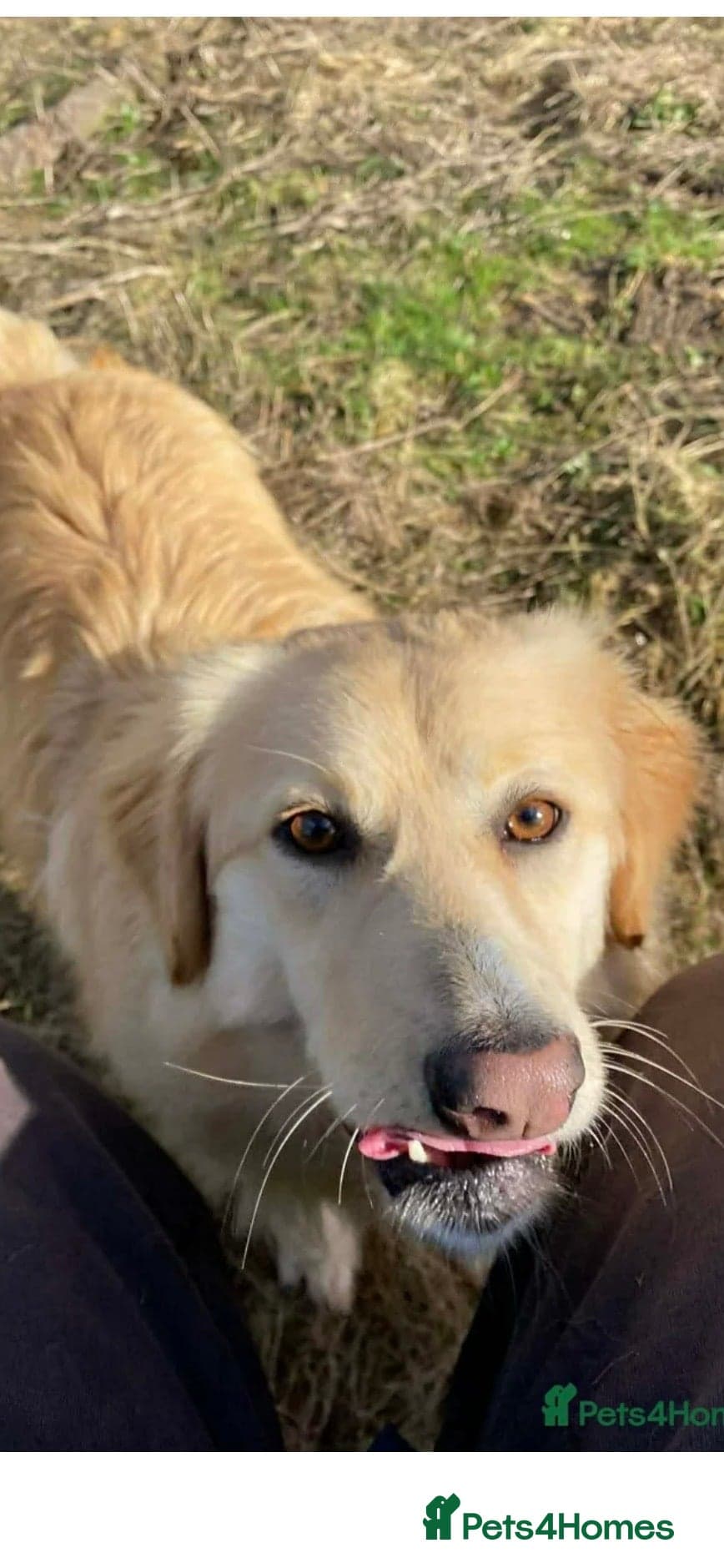 Perdita - now reserved β Mixed Breed