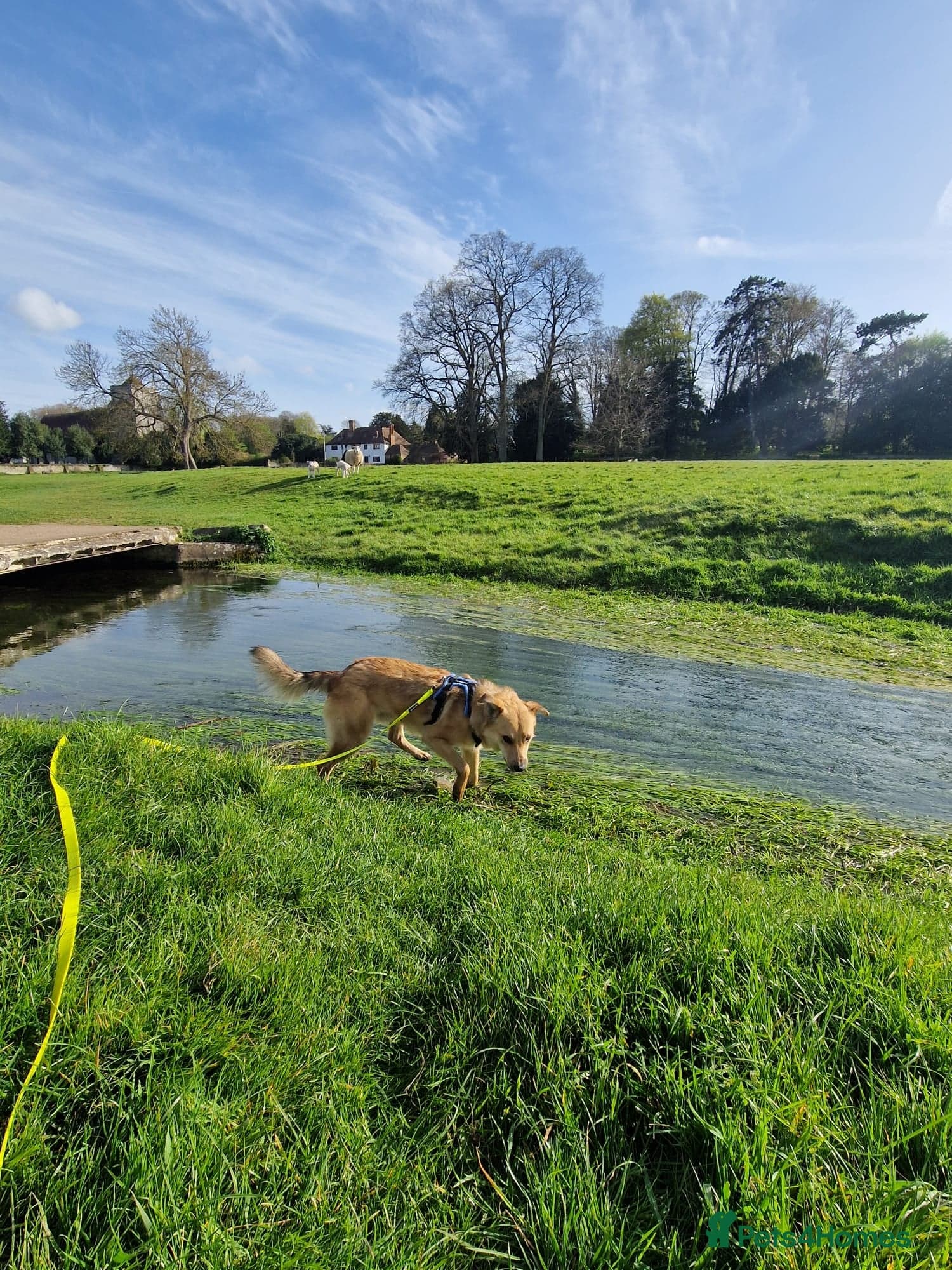Cactus (yanik) photo 19