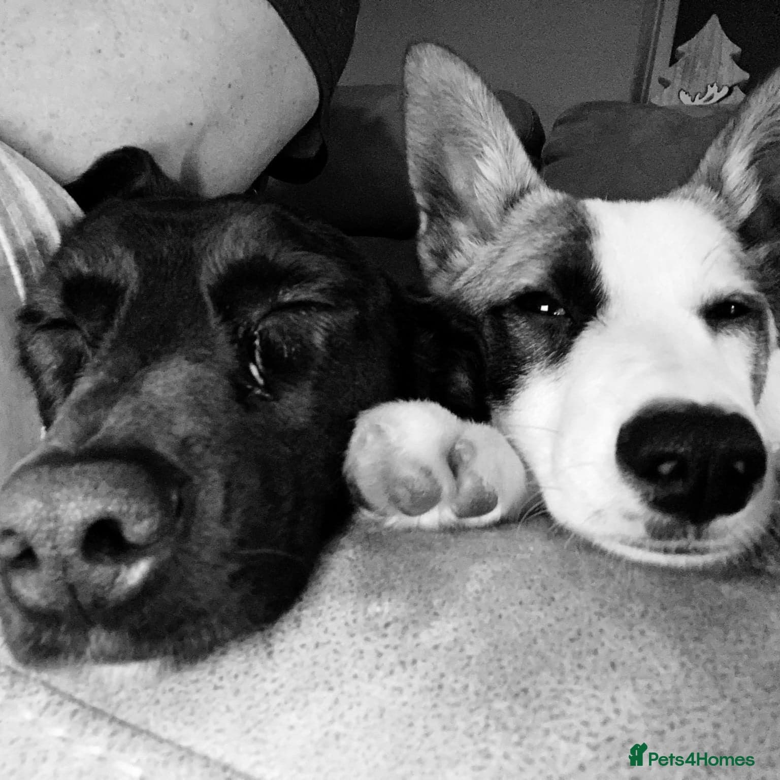 οΈπΆ bela photo 5