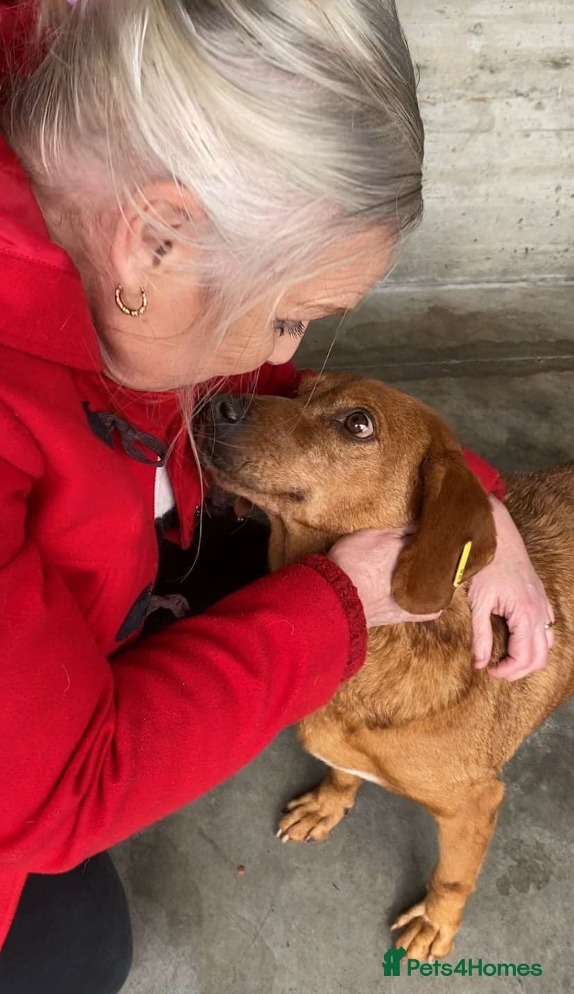 Beanie Boy, 3-4 yrs old. photo 6