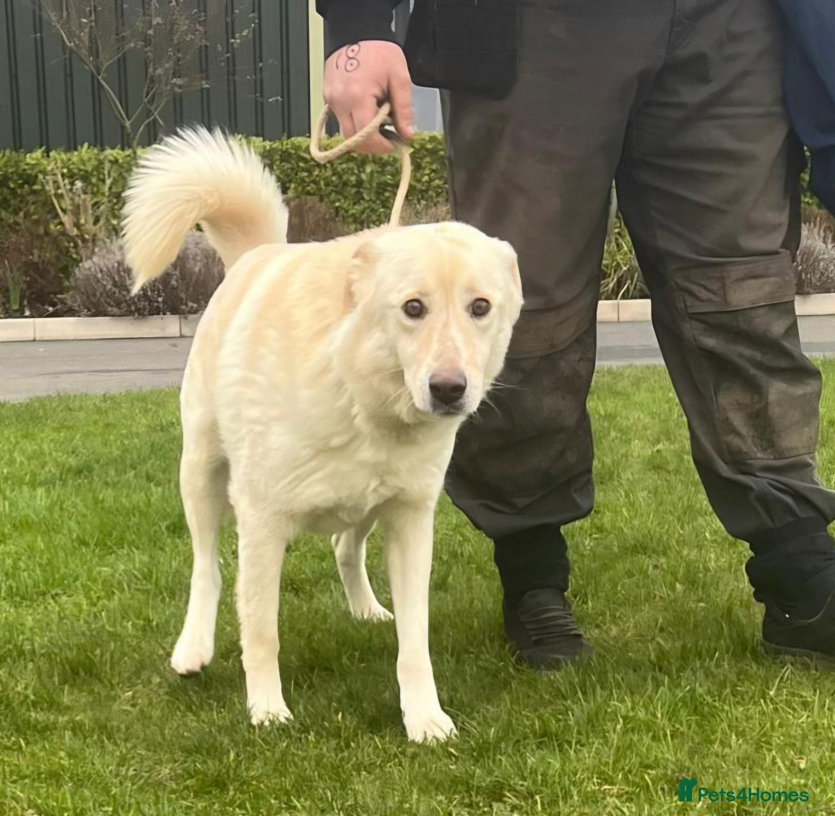 Stunning Apolo photo 4