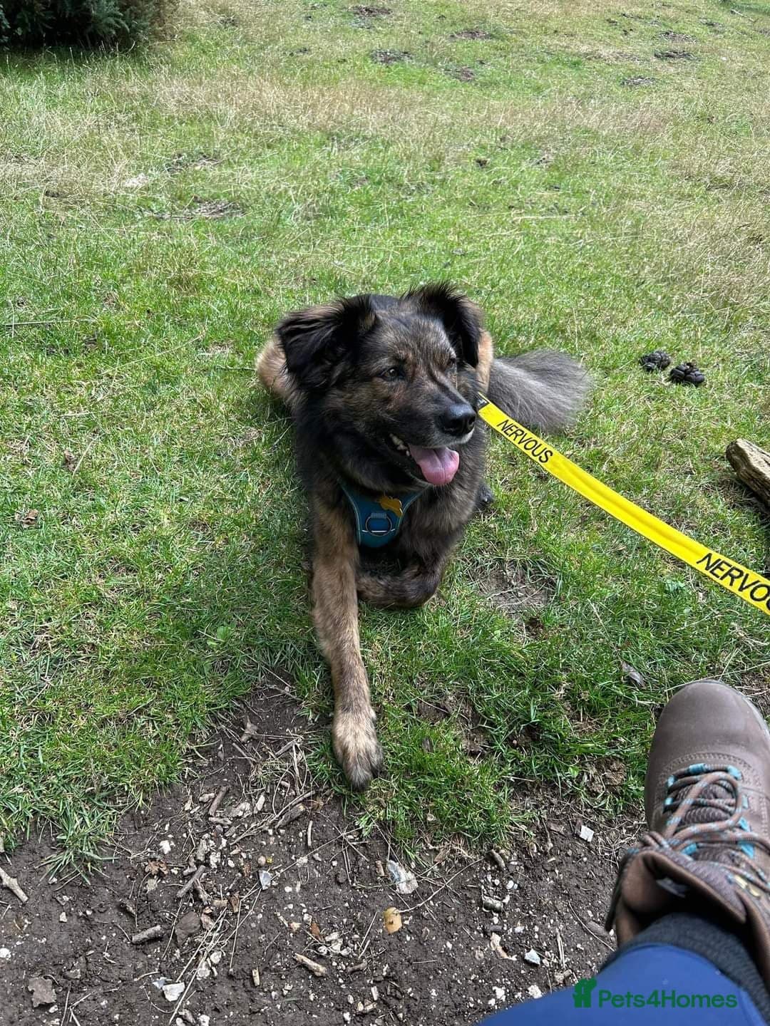 Meet Lenny, currently residing in Southsea photo 9