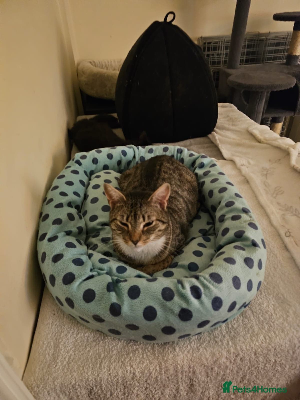 yr old Rescue Cat photo 16