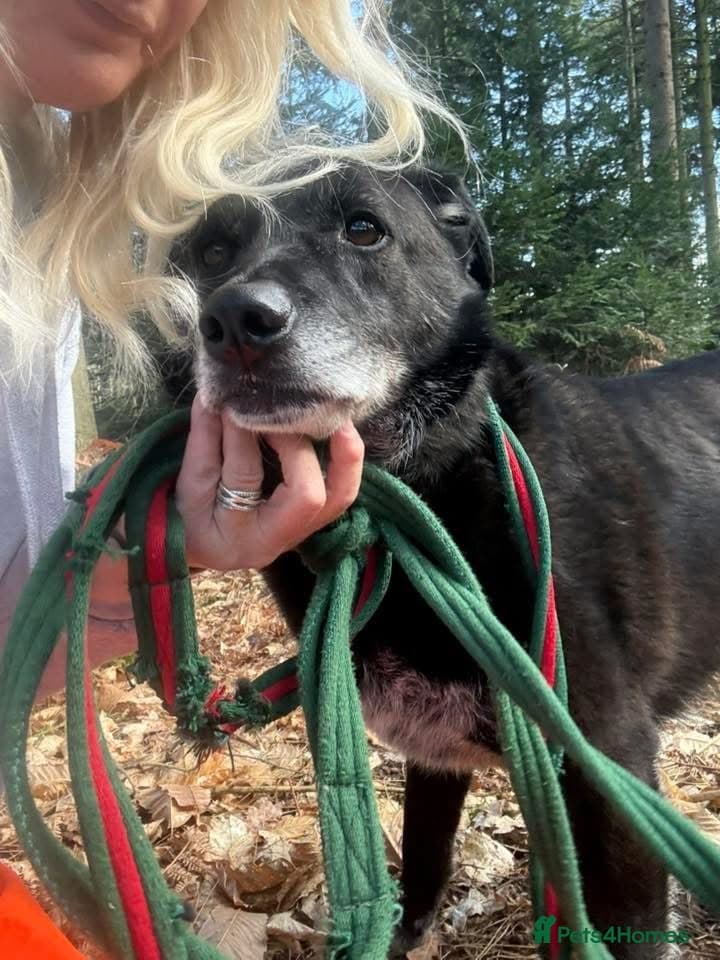 Aramis - Norwich Norfolk photo 8