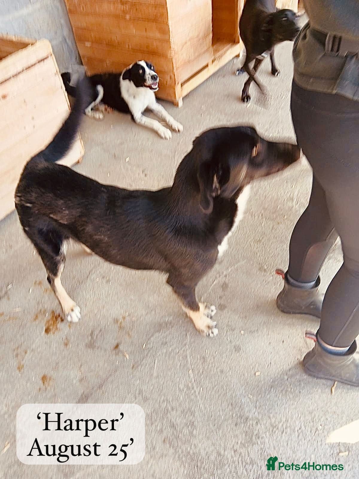 Harper, 2 yrs old approx. photo 22