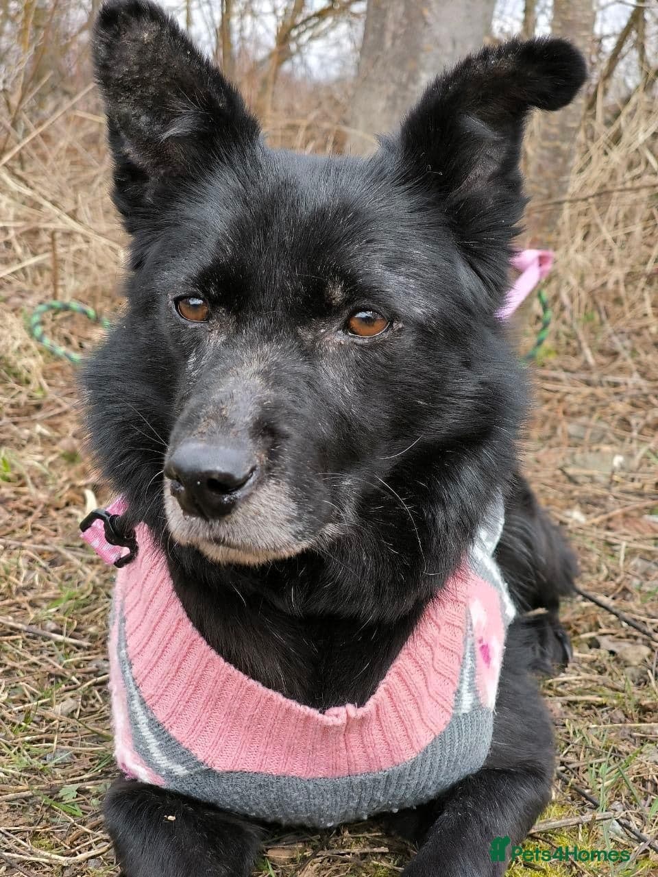 οΈπΆ tofa photo 31