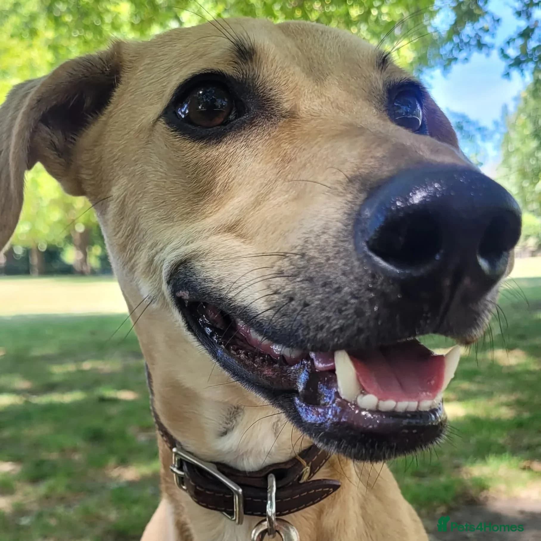 Prince (sighthound mix) — Mixed Breed