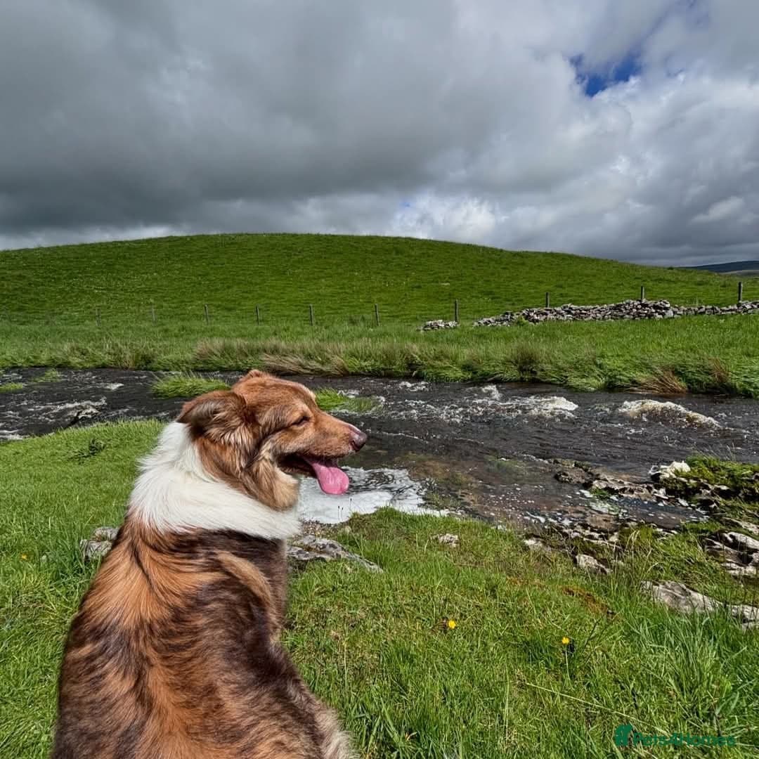 Meet Teddy, currently residing in Lincolnshire photo 7