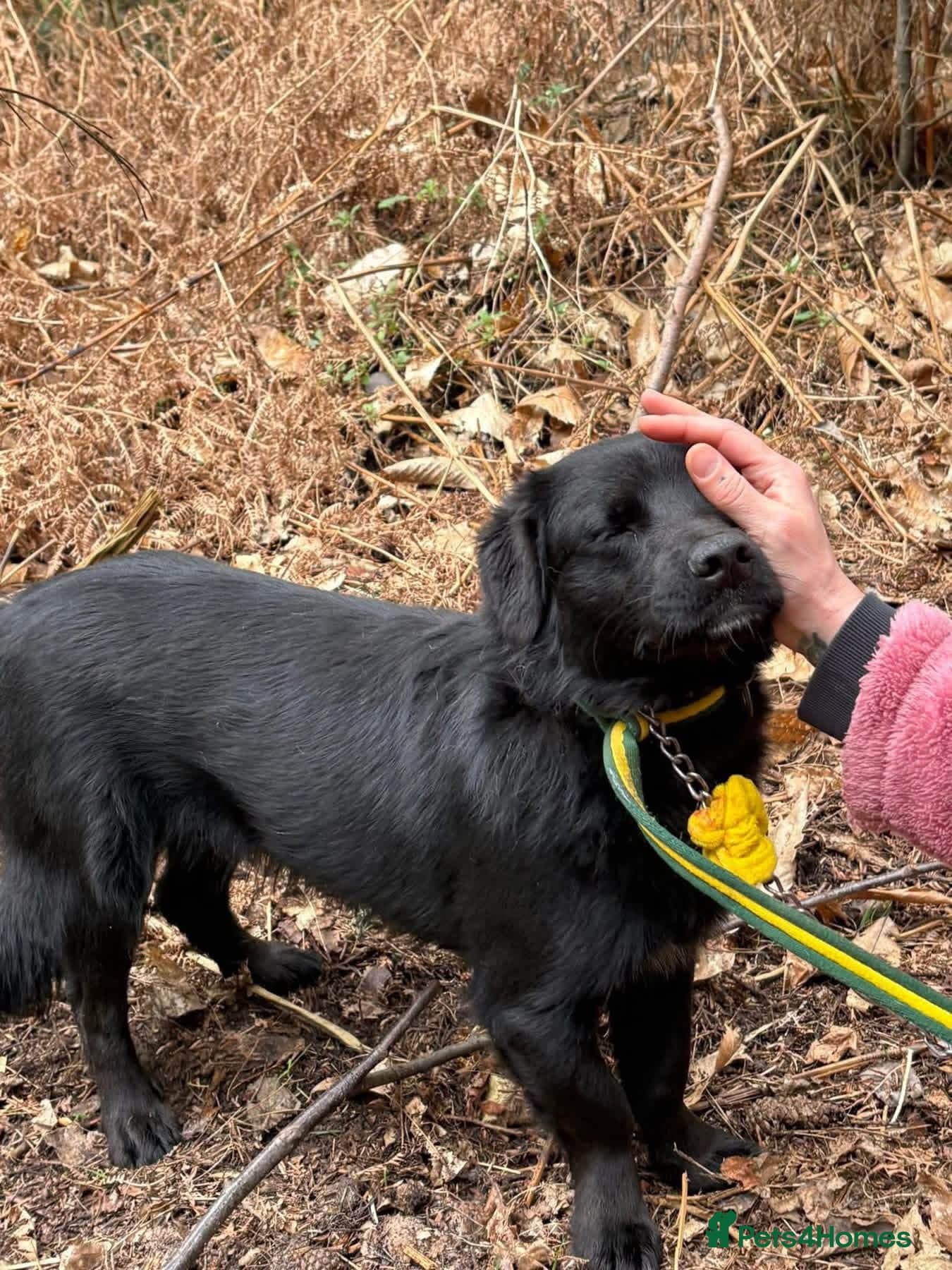 Dante - Norwich Norfolk photo 10