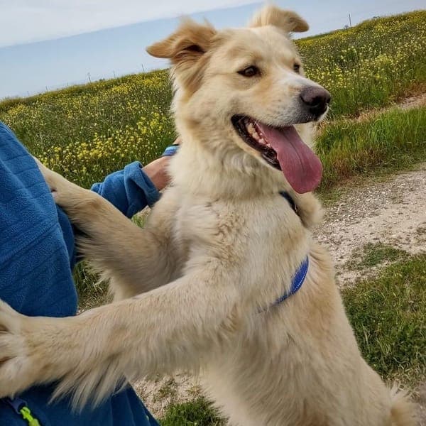 Adele โ Golden Retriever