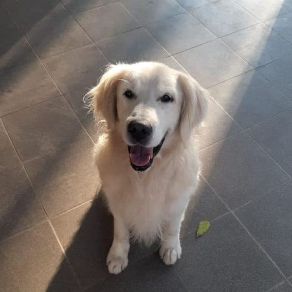 Buddy โ Golden Retriever