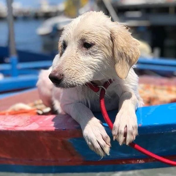 Chanel โ Golden Retriever