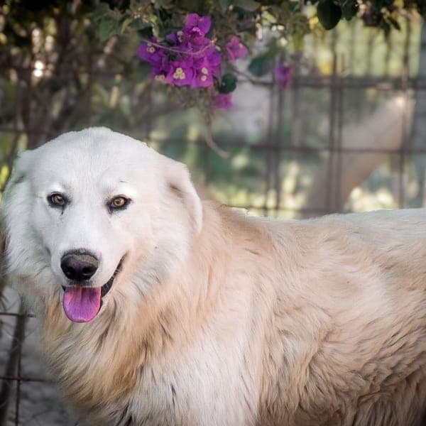 vasko โ Golden Retriever