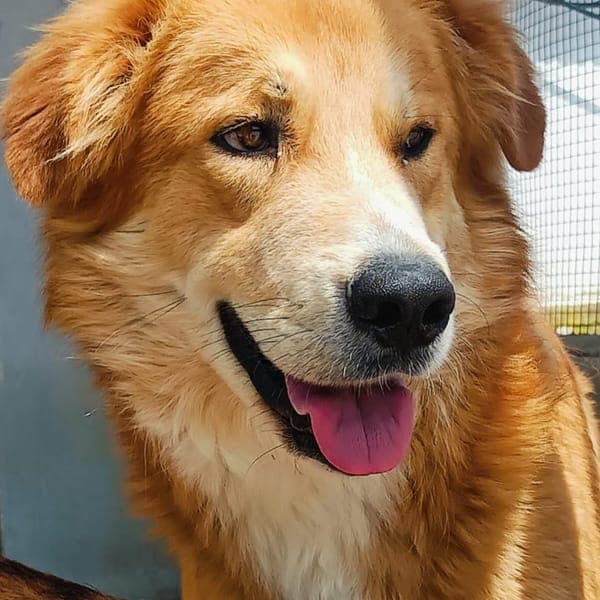 Axl Rose โ Golden Retriever