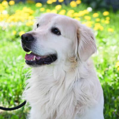 Logan โ Golden Retriever