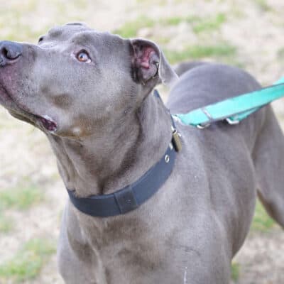 Racoon — Staffordshire-mix