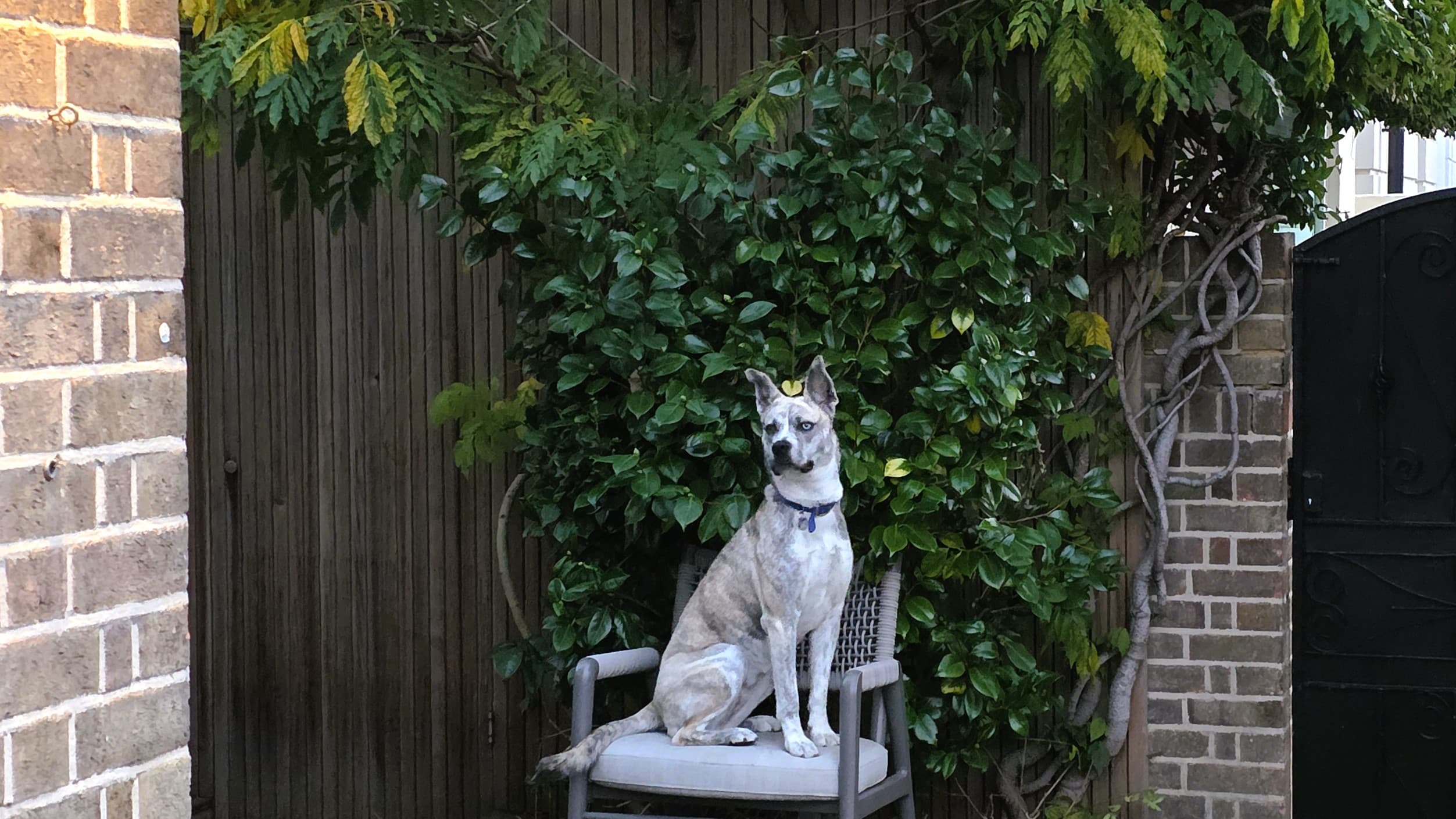 Bb — Siberian Husky