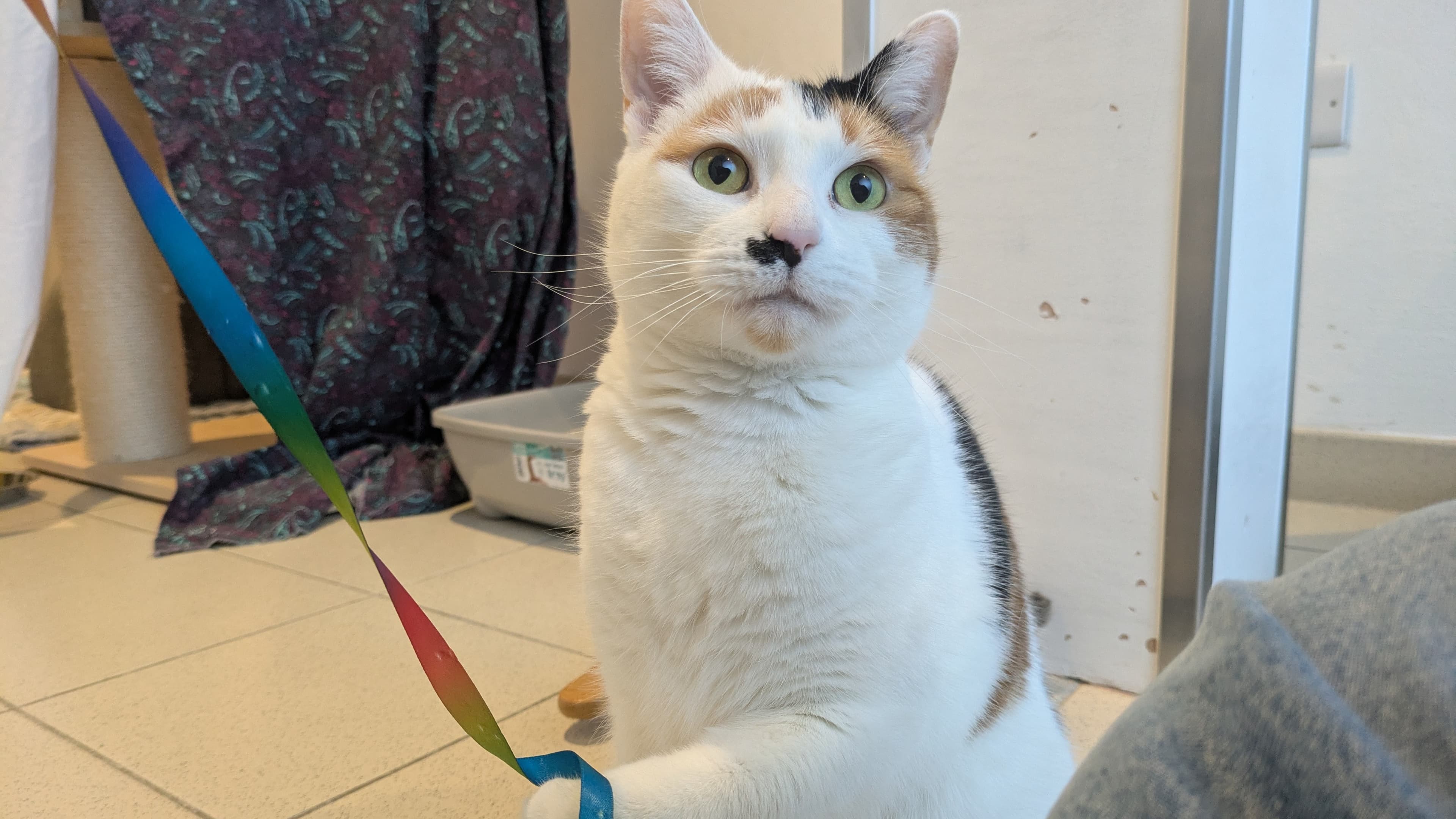 Marilyn monmeow photo 15