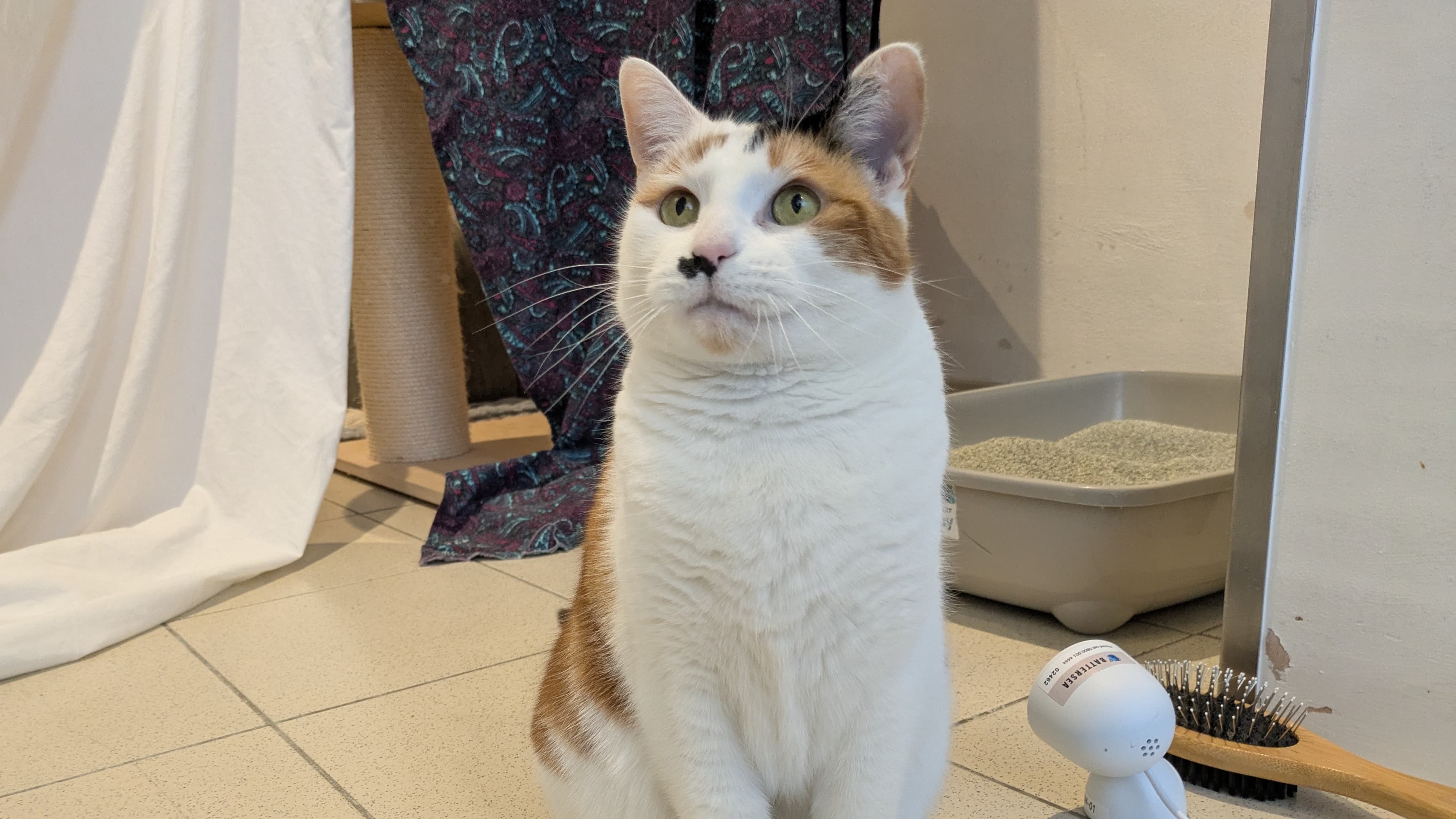 Marilyn monmeow photo 3