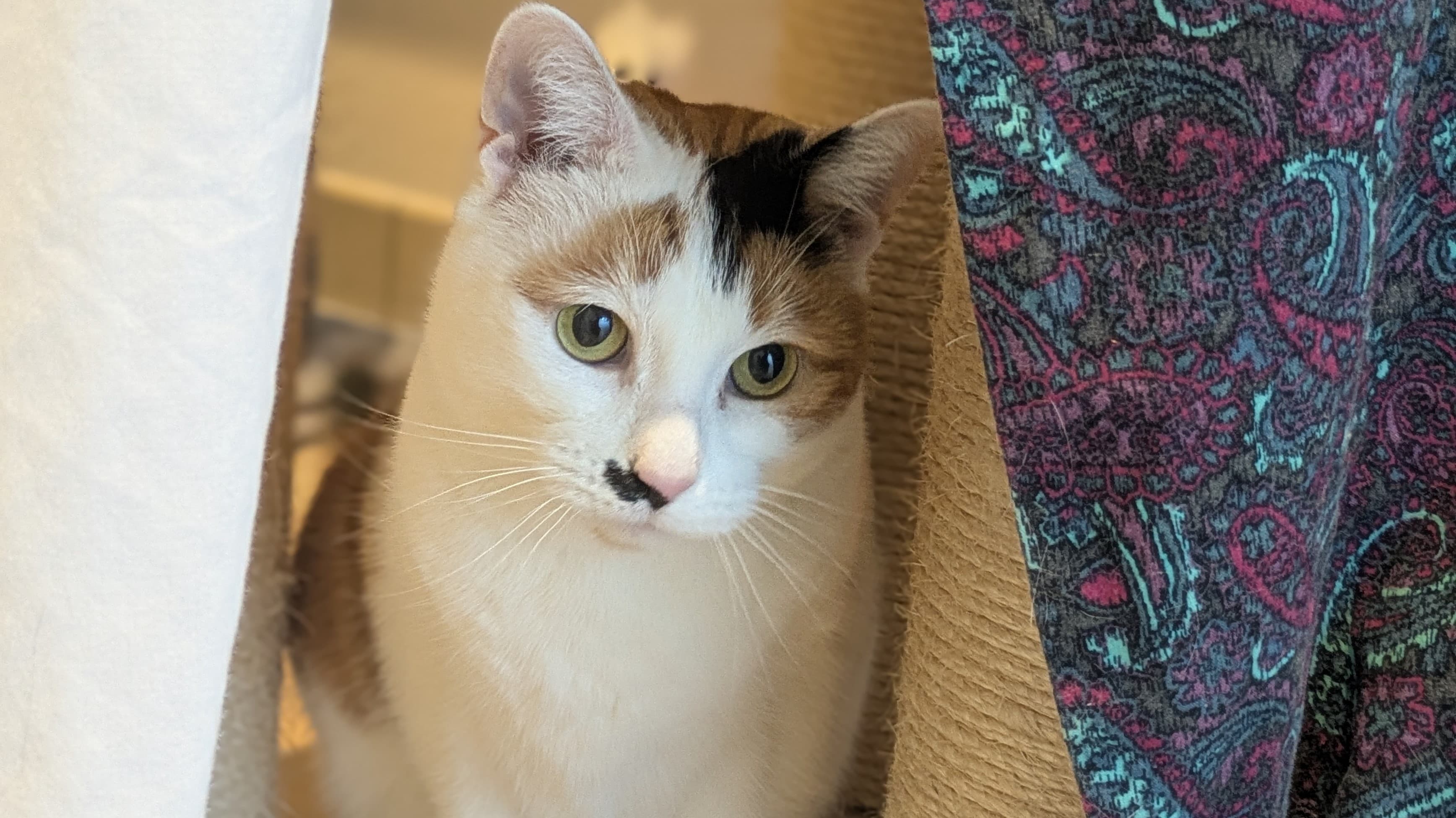 Marilyn monmeow photo 10