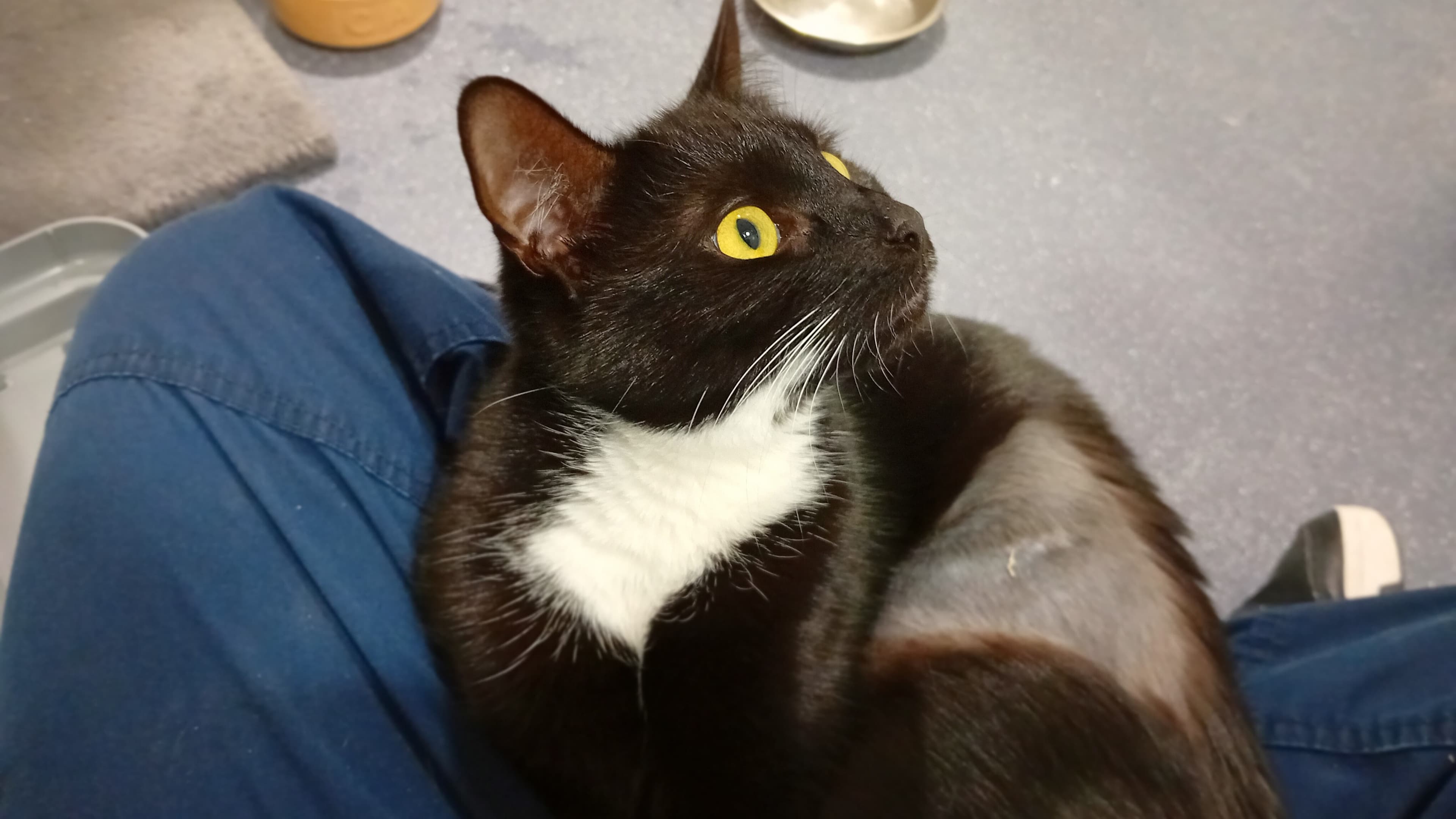 Lemon drizzle photo 3