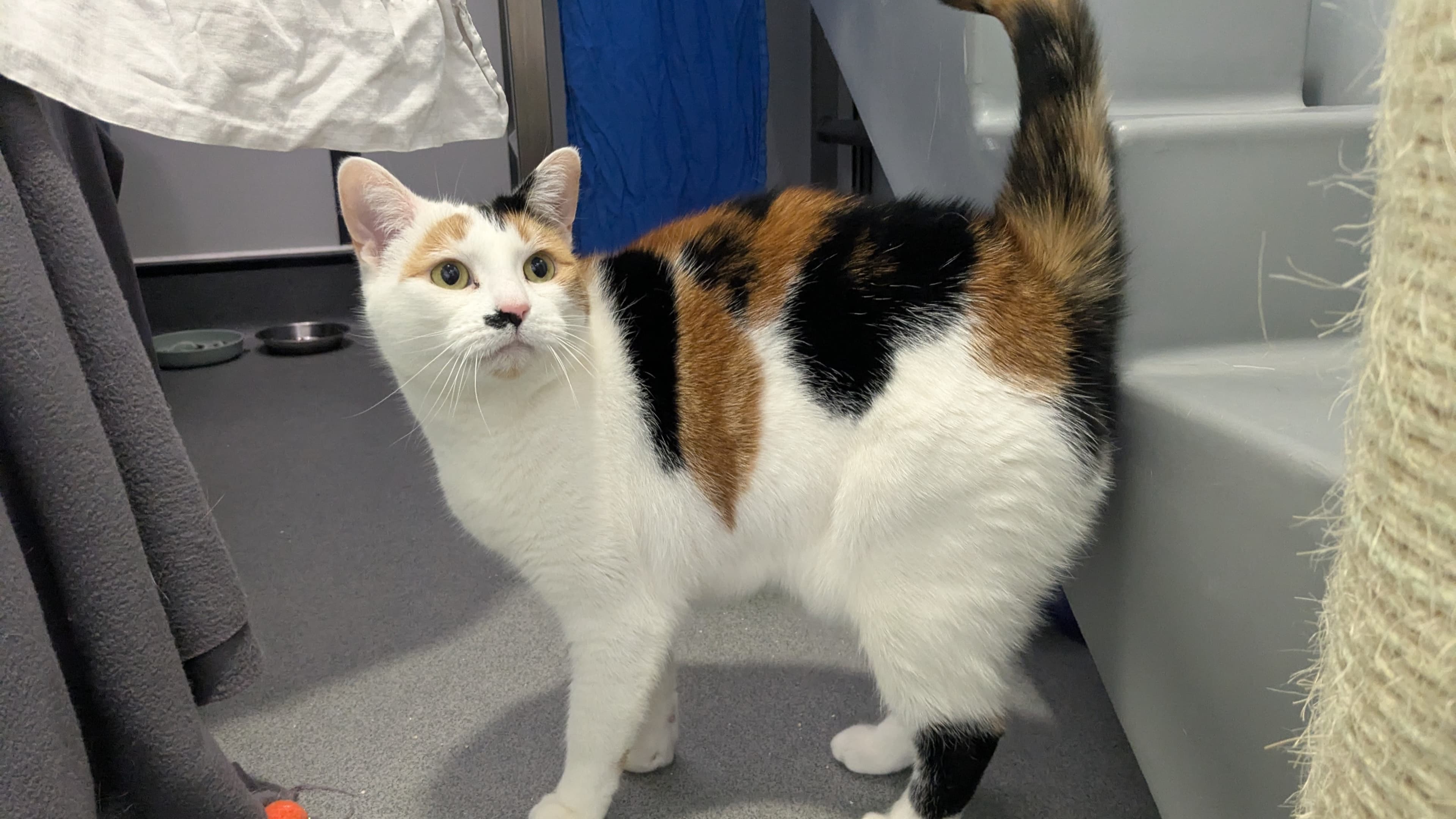 Marilyn monmeow photo 7