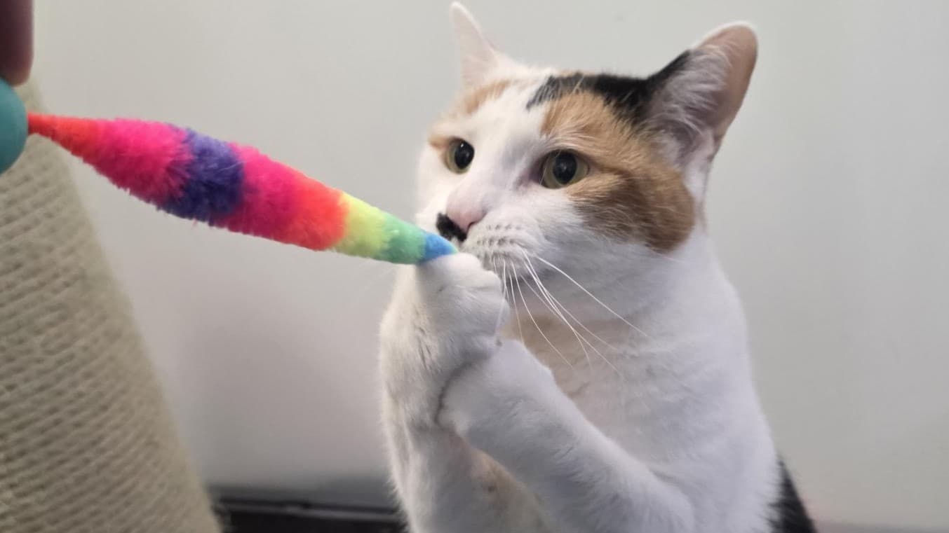 Marilyn monmeow photo 6