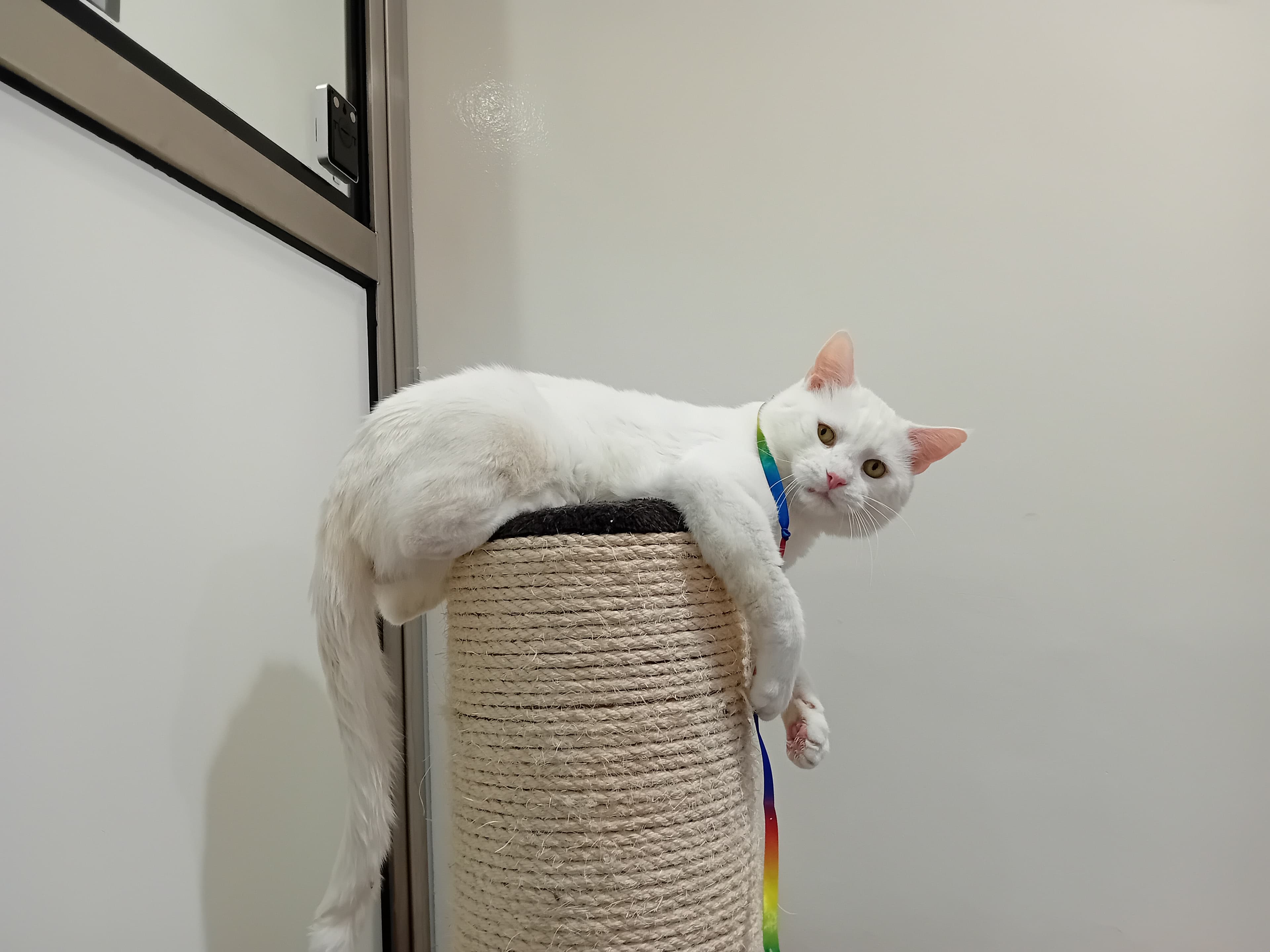 Chad — Domestic Short-hair