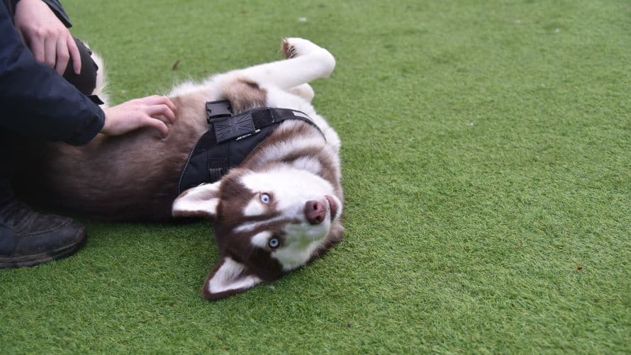 Nala — Siberian Husky