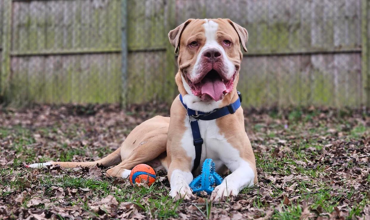 Aries — Mastiff: Bull