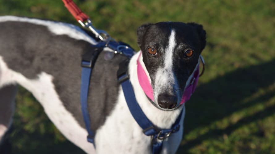 Crystal (bow dog) photo 13