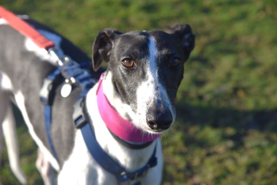 Crystal (bow dog) photo 3