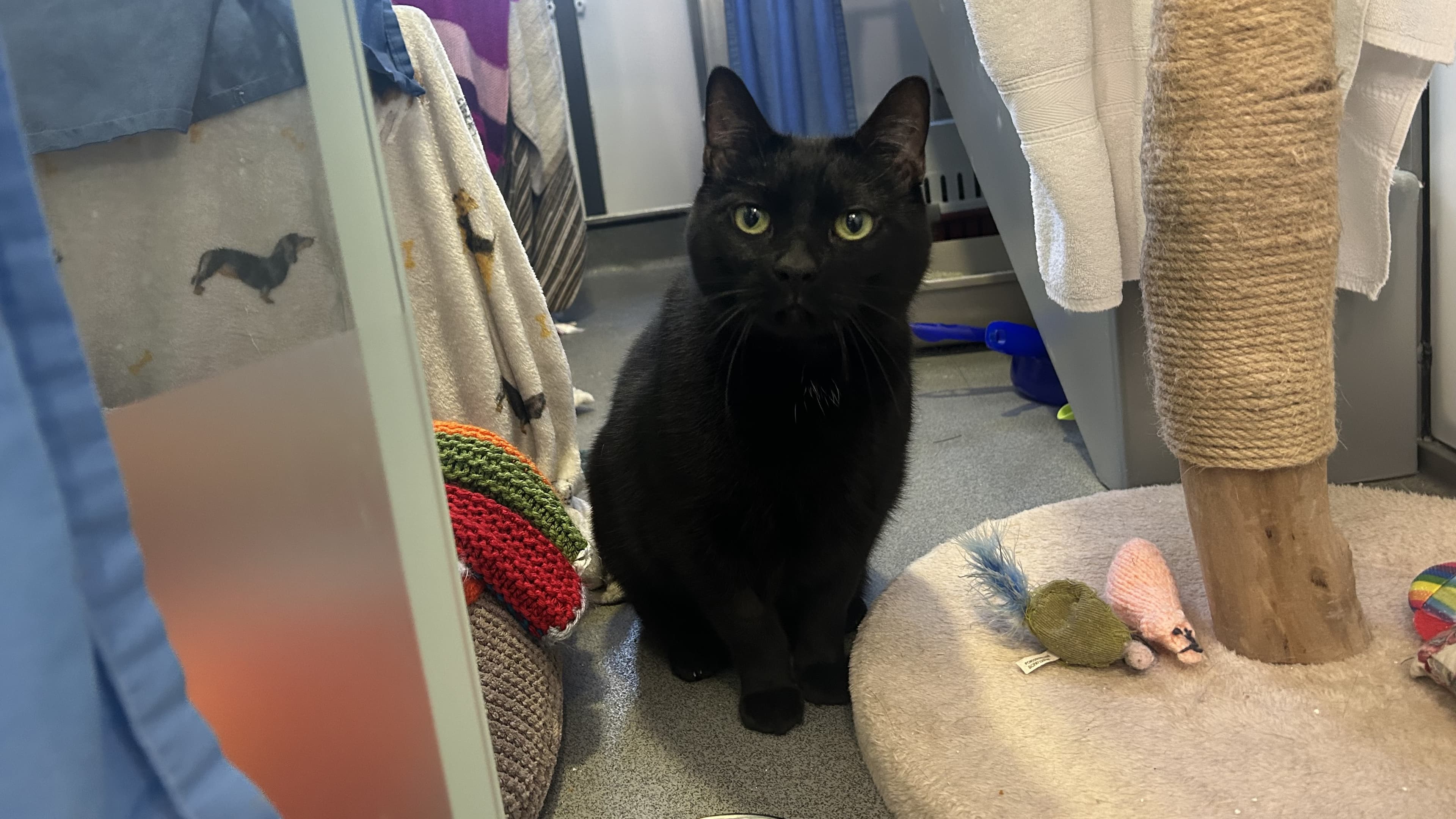 Bean — Domestic Short-hair