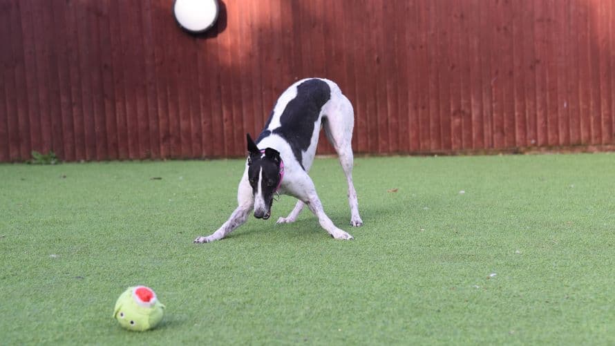 Crystal (bow dog) photo 8