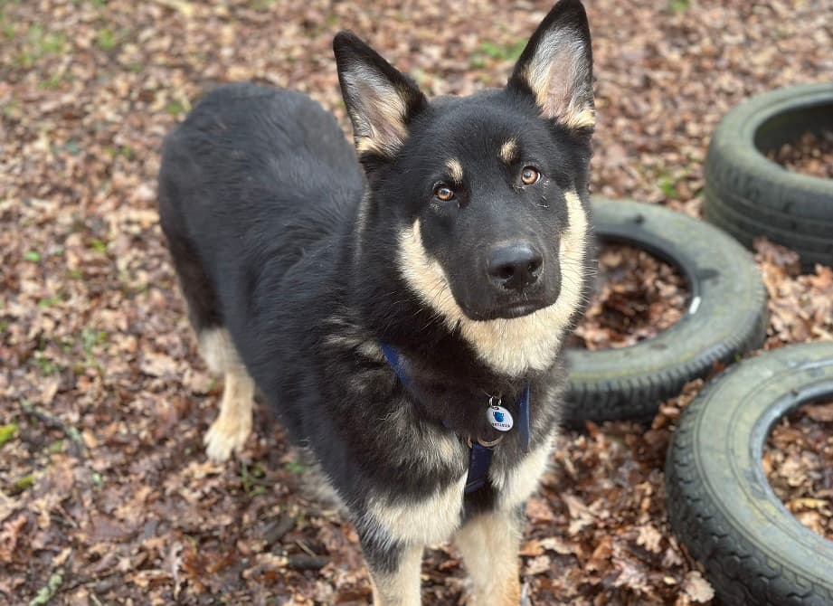 Bruce — German Shepherd