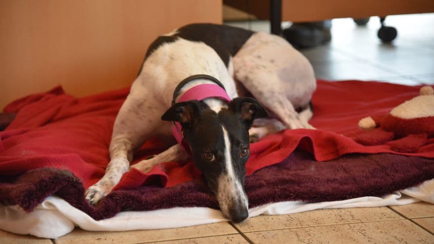 Crystal (bow dog) photo 2